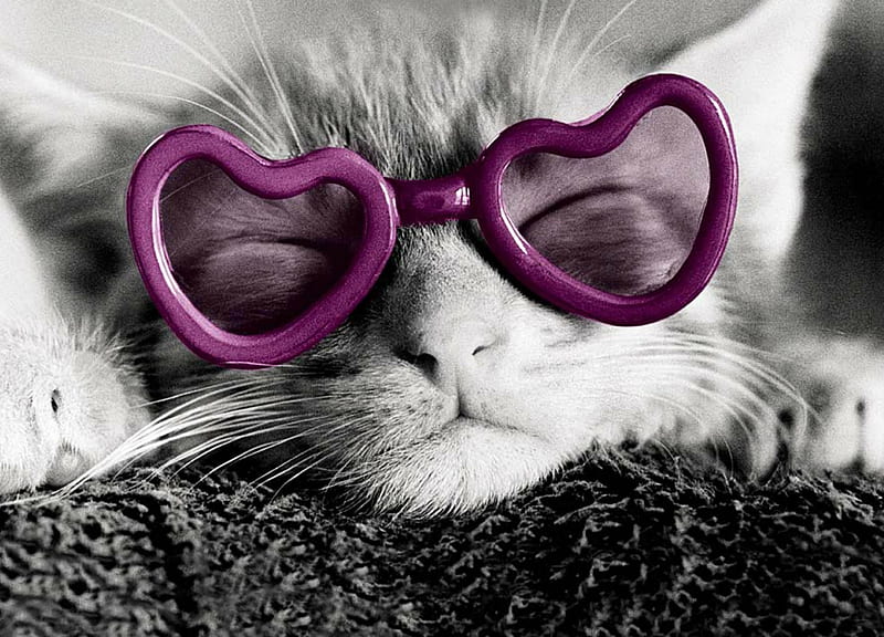 Kitten, glasses, paw, black, cat, animal, cute, cool, bw, white, pink, pisica, HD wallpaper