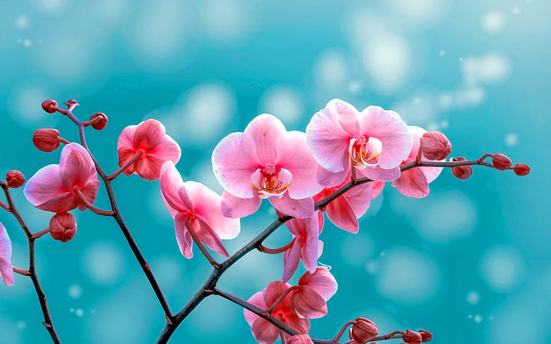 pink orchids, tropical flowers, orchids branch, pink flowers, orchids, HD wallpaper