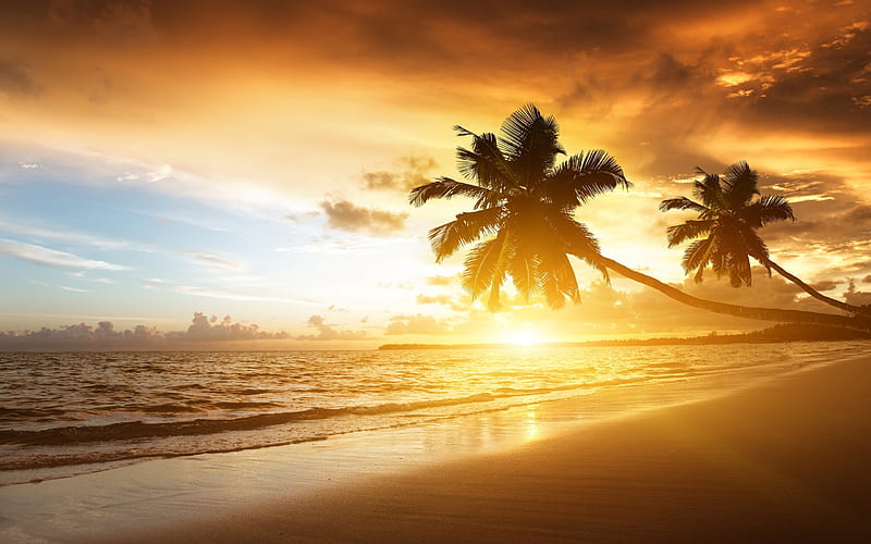 A tropical beach at sunset, clouds, sky, beach, gold, sand, golden hour, beaches, tropic, sunrise, tropical, coast, glow, shore, sun, sunset, palm, palm trees, golden, palms, palm tree, HD wallpaper