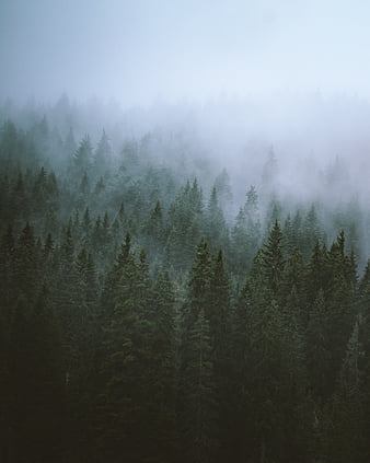 Forest, trees, fog, tops, haze, HD phone wallpaper | Peakpx