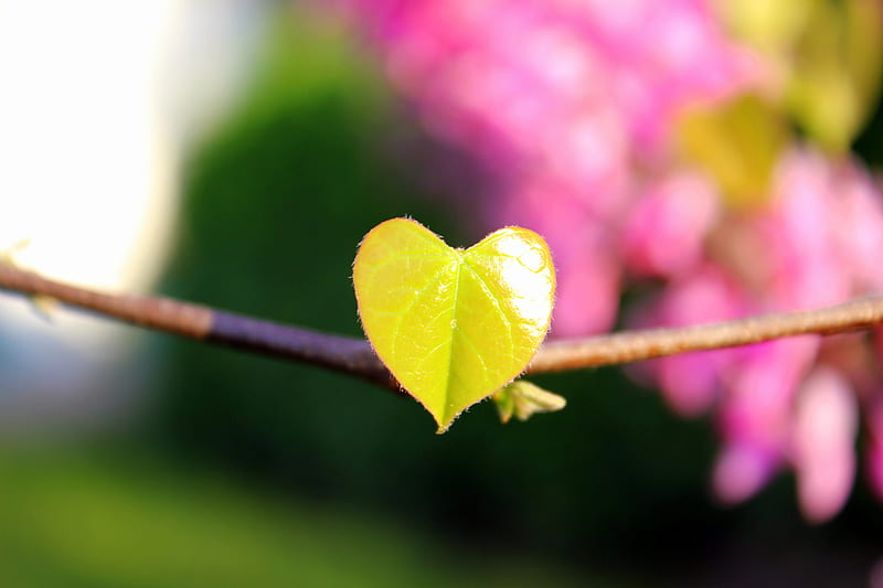 Young heart, forma, green, heart, yellow, branch, pink, leaf, HD wallpaper