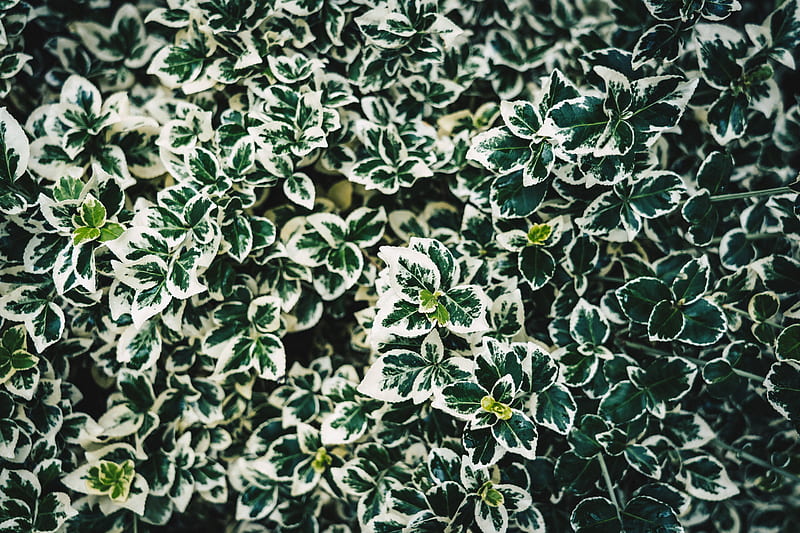 leaves, bush, plant, white, green, spotted, HD wallpaper