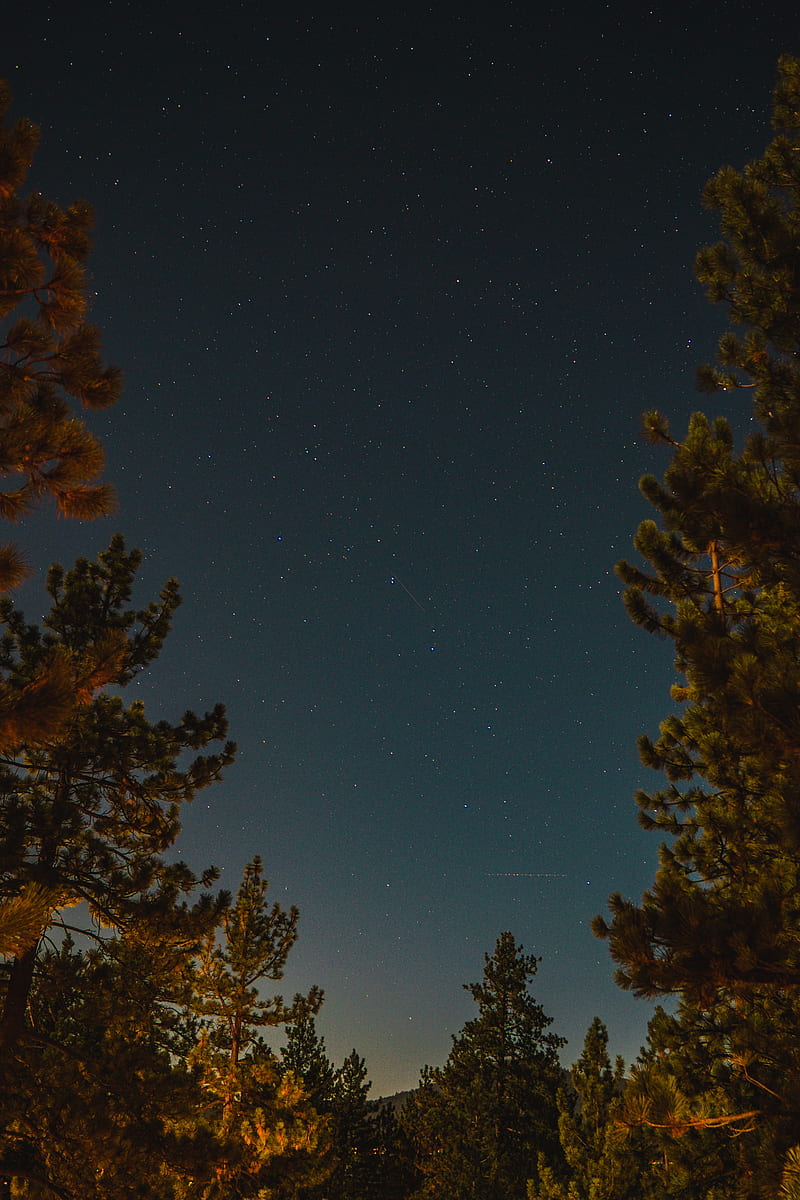 branches, spruce, starry sky, stars, night, HD phone wallpaper