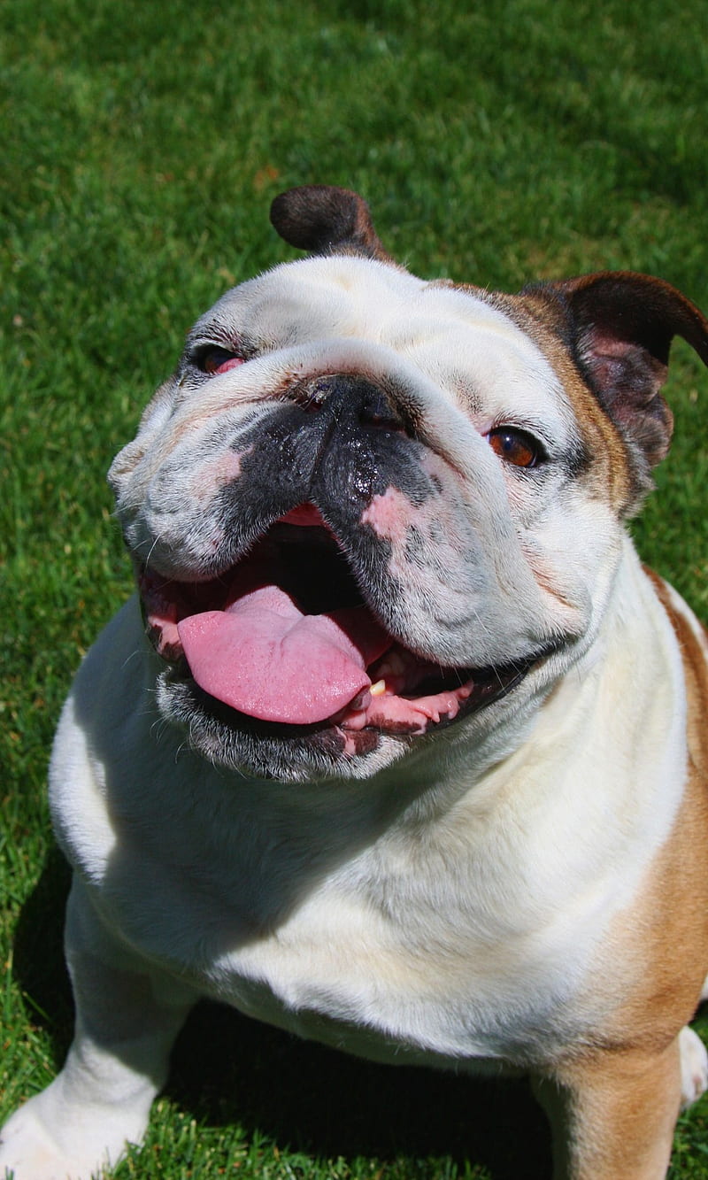 English Bulldog, bonito, bochechudo, cachorro, dog, lindo, HD phone wallpaper