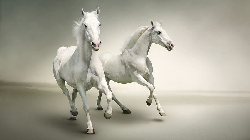 White Horses With Gray Background Horse, HD wallpaper