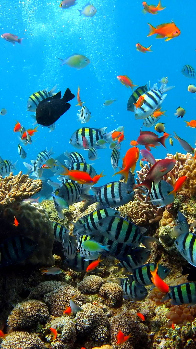 Under the ocean, aquarium, bubbles, fish, sea, water, HD phone wallpaper |  Peakpx