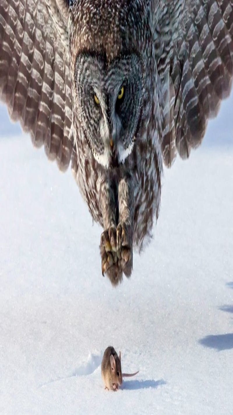 owl hunt, birds, hungry, snow, HD phone wallpaper