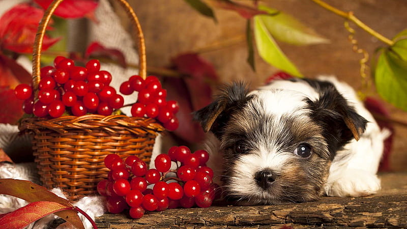 Biewer terrier puppy, fall, autumn, adorable, viburnum, sweet, cute, terrier, leaves, basket, puppy, dog, HD wallpaper