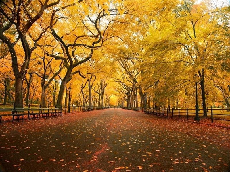 Take an Fall Stroll Through a Golden Park, autumn, sun, yellow, park, trees, gold, walkway, path, walk, stroll, HD wallpaper