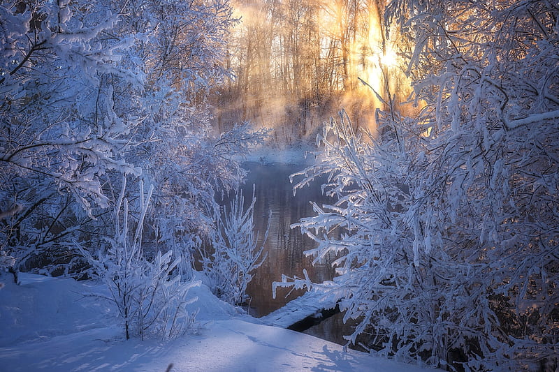 Winter, tree, snow, peisaj, frozen, white, iarna, blue, HD wallpaper