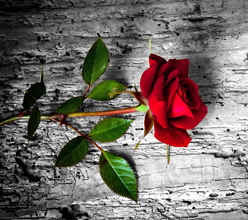 Red Rose, flower, wood, HD wallpaper