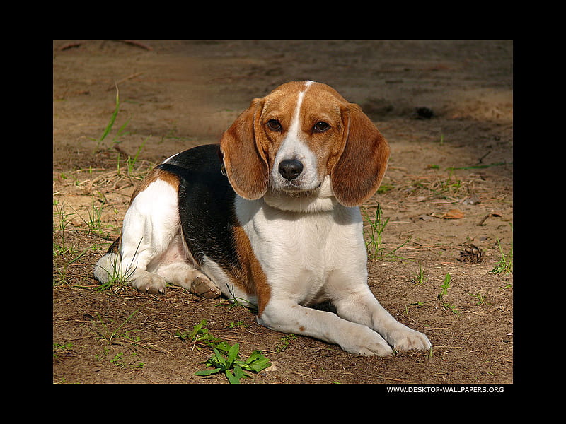 Reminds me of a dog that I had, playful, beagle, friendly, silly, HD wallpaper