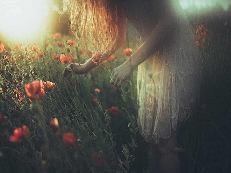 Poppy Field Fairy Tale, sun, poppie field, picking flower, long hair, sky, women, HD wallpaper