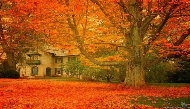 coming-to-homeland-autumn, Fall, tree, gold, leaves, orange, Autumn, House, HD wallpaper
