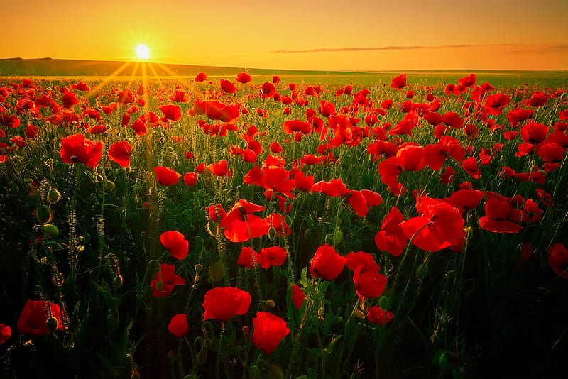Flowers, Poppy, Field, Nature, Red Flower, Sunrise, HD wallpaper