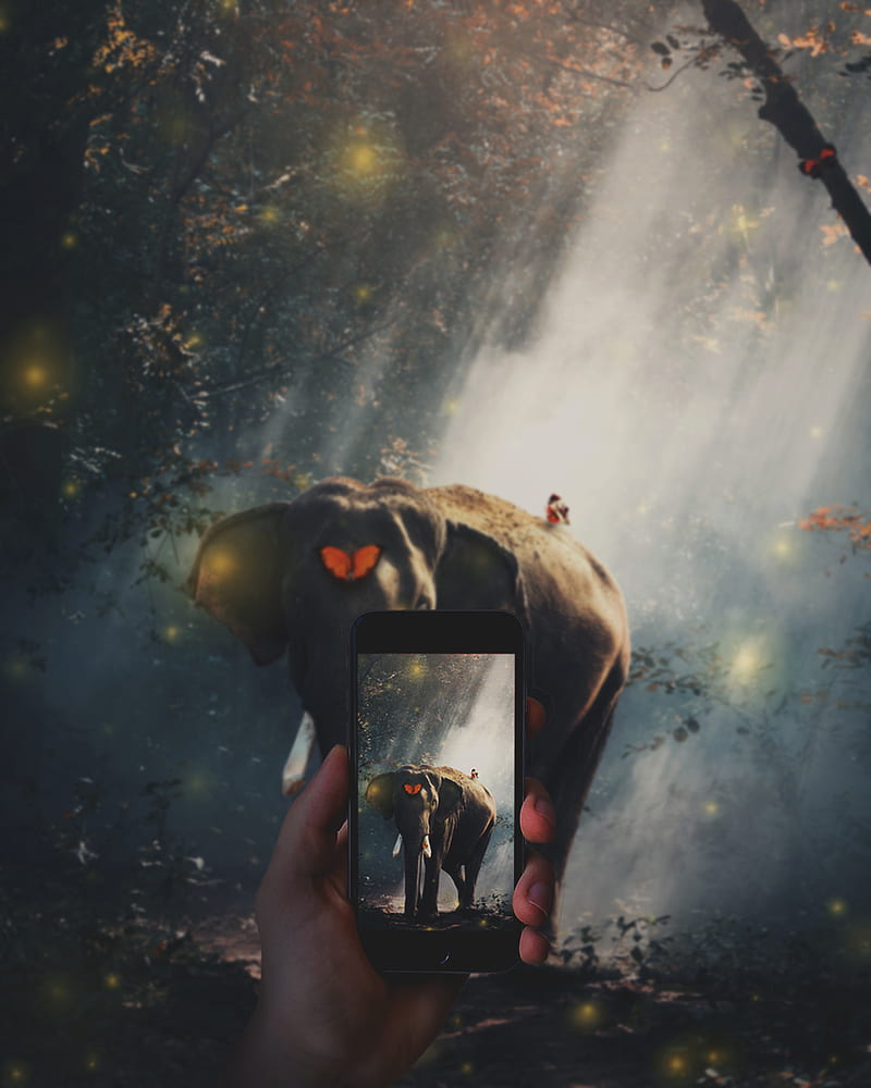 elephant, camera, forest, butterflies, digital art, animals, HD phone wallpaper