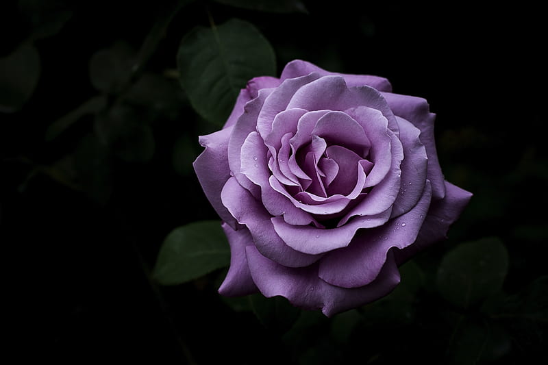 rose, petals, flower, dark, HD wallpaper