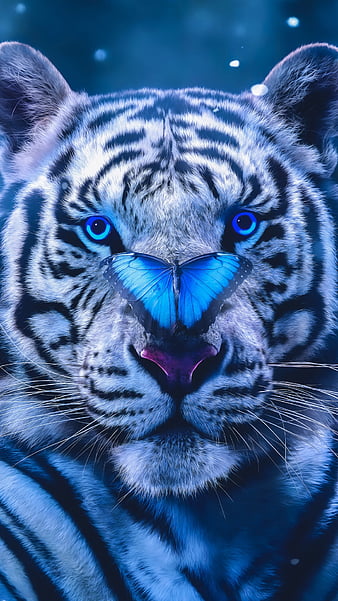 Blue Eyes Tiger Cats Blue Animals Eyes HD wallpaper  Peakpx