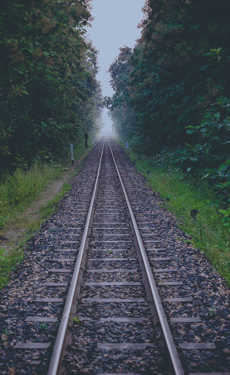 rails, road, distance, forest, HD phone wallpaper