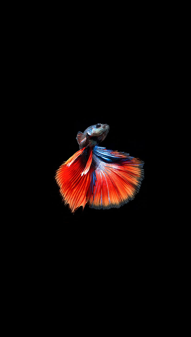 Fighter fish 2, black, figher, red, HD phone wallpaper
