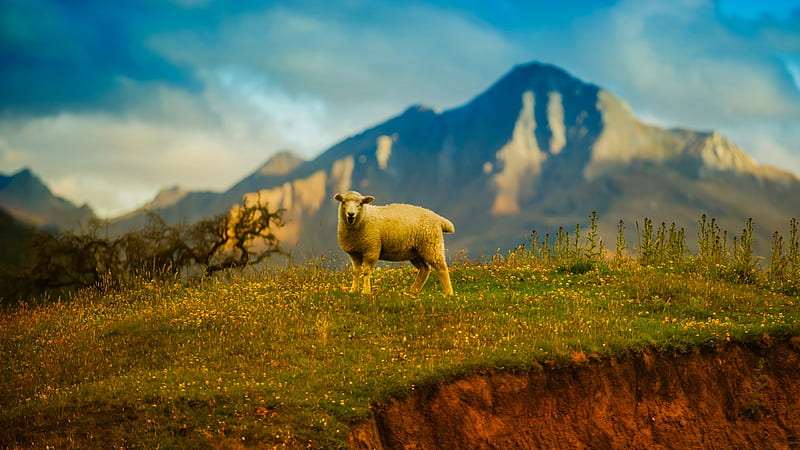 Sheep, mountain, wild, animals, HD wallpaper