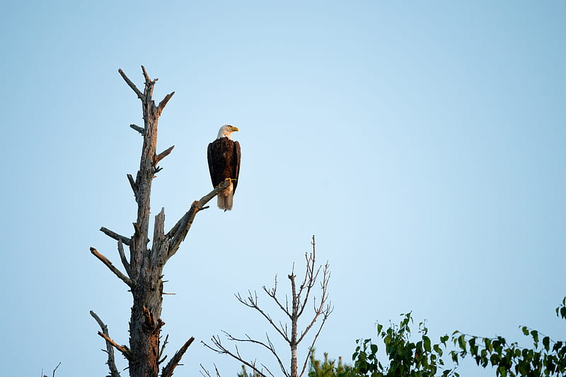 eagle, bird, tree, watching, wildlife, HD wallpaper