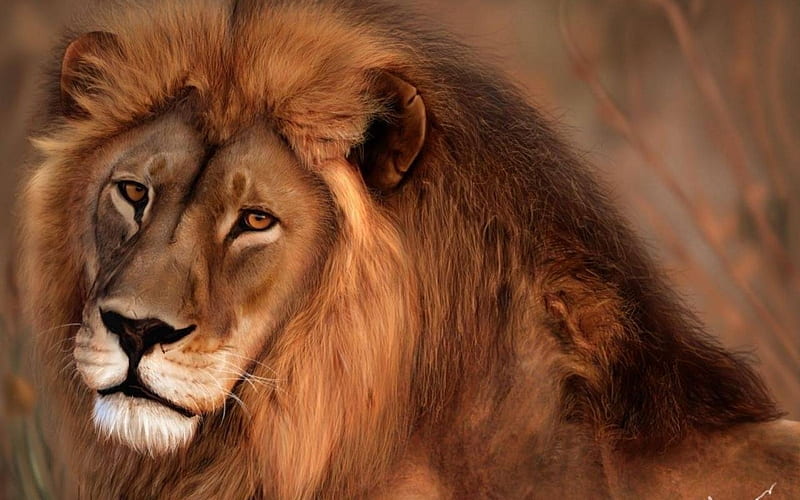 African lion, beast, wildlife, lion, animal, HD wallpaper