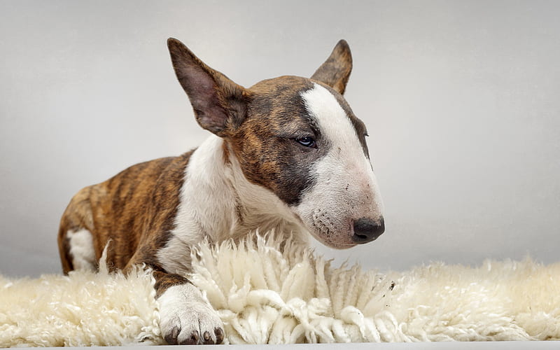 Bull Terrier, close-up, dogs, puppy, brown Bull Terrier, pets, Bull Terrier Dog, HD wallpaper