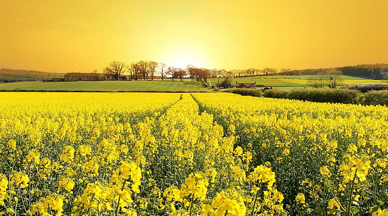 gorgeous sun on a yellow field, sun, flowers, farms, yellow, fields, HD wallpaper
