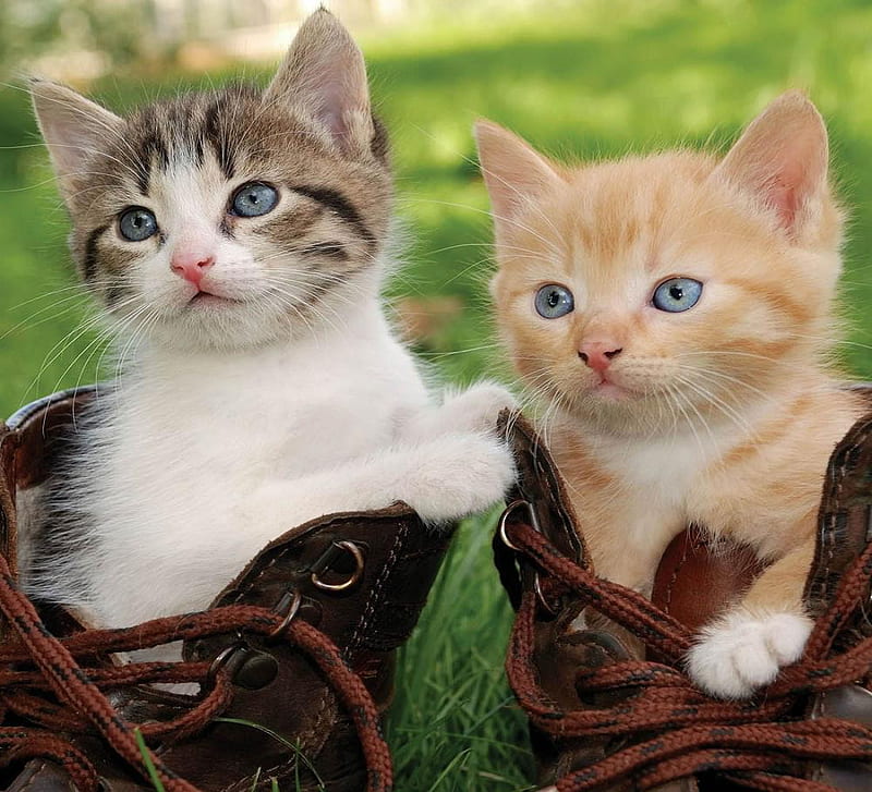  Gato con botas., lindo, gato, bota, animal, Fondo de pantalla HD