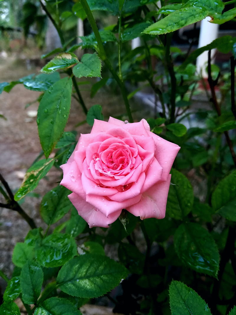 rose, art, beauty, best, flower, nature, HD phone wallpaper