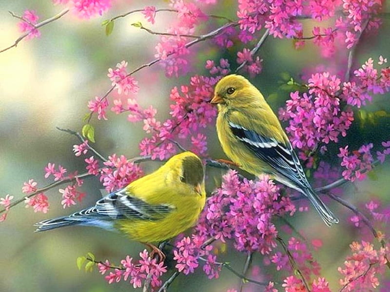 Goldfinches & Redbud, paintings, birds, flowers, love four seasons, nature, spring, beloved valentines, animals, HD wallpaper