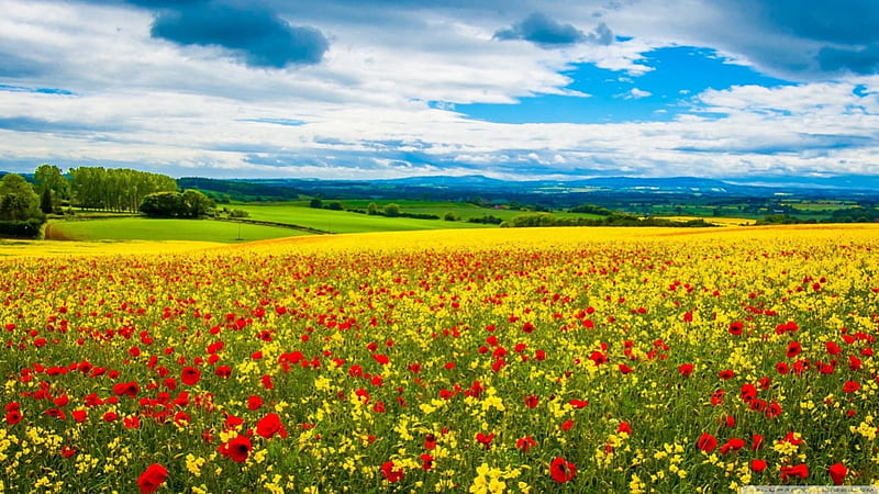 Spring field, grass, poppies, clouds, May, flowers, fields, tulips, hill, June, April, spring, sky, mountains, nature, scene, landscape, HD wallpaper