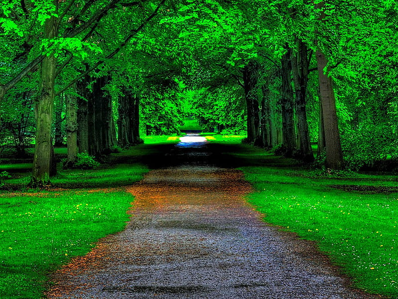 Shady green path., forest, tree, green, shade, path, road, HD wallpaper