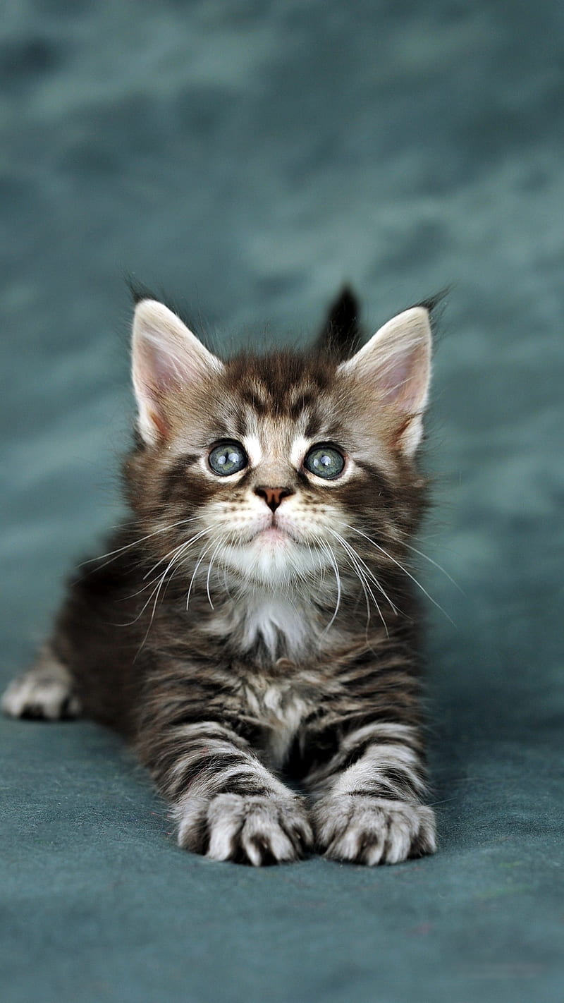Cute Kitten, black, cute, gray, kitten, HD phone wallpaper