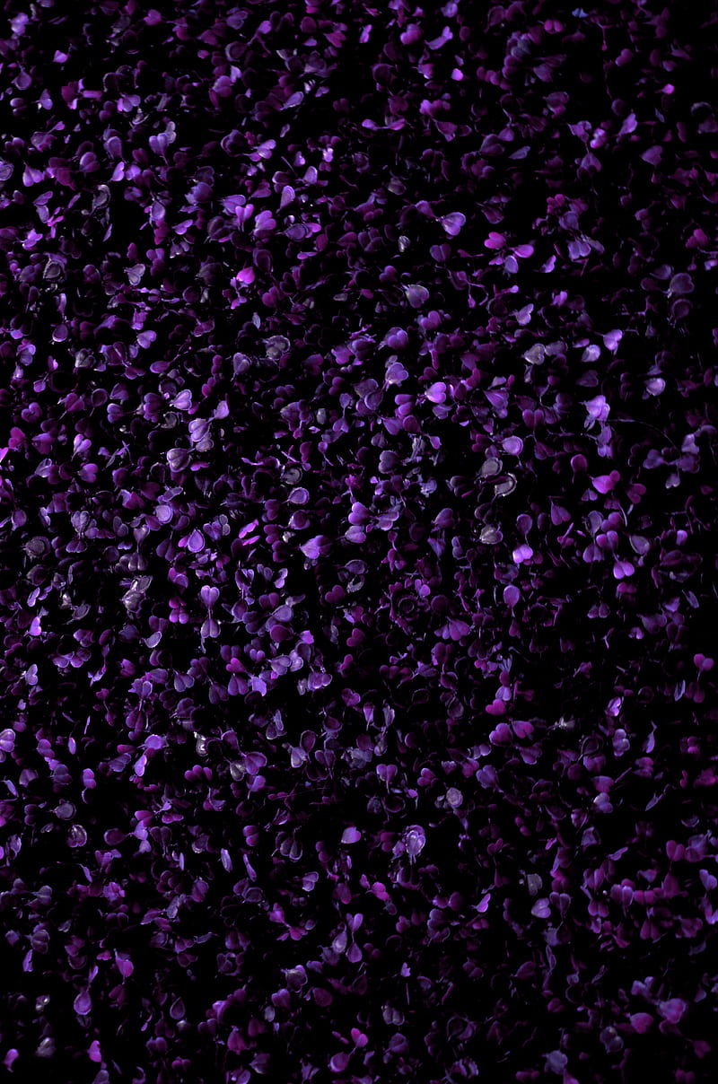 grass, plant, purple, HD phone wallpaper