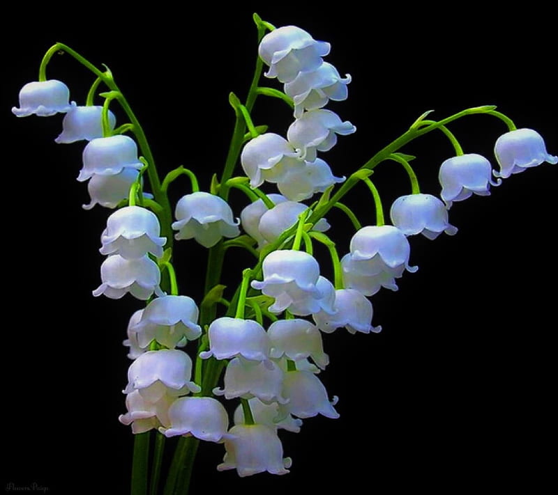 Lily of the valley, djurdjevak, flowers, HD wallpaper