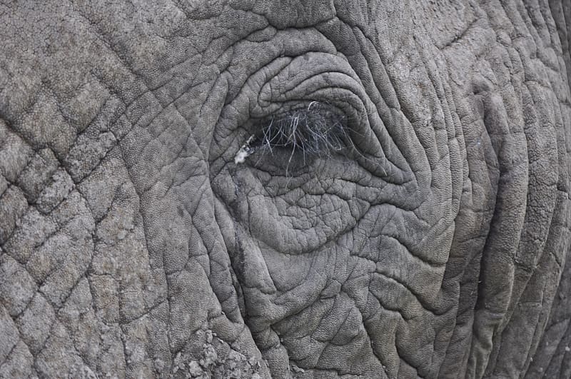 Elephant Eye, Eye Lash, Grey, Eye, Elephant, HD wallpaper