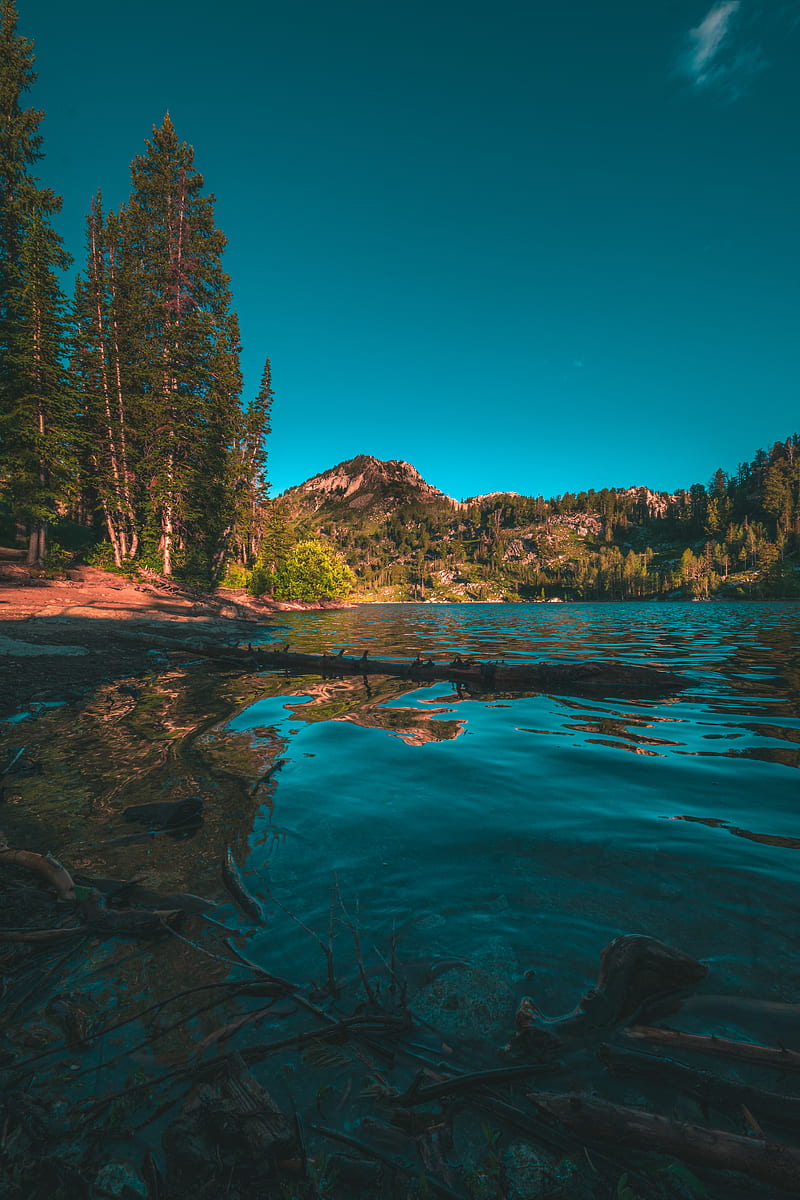 mountains, lake, trees, spruce, landscape, HD phone wallpaper