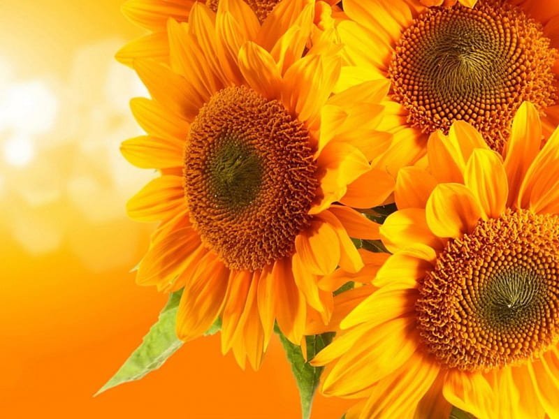Full Sun Flowers, flower , growing sunflowers, sunflowers, yellow flower, sunflower, HD wallpaper