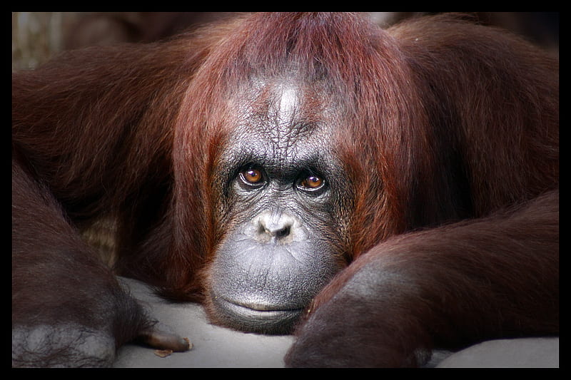 Orangutang, primate, florida, lowery park zoo, HD wallpaper