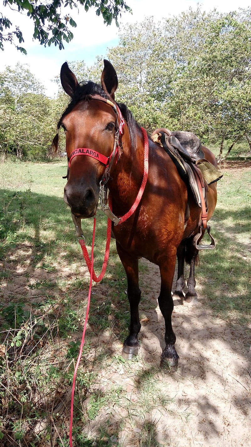 Cavalo mangalarga, hourse, HD phone wallpaper