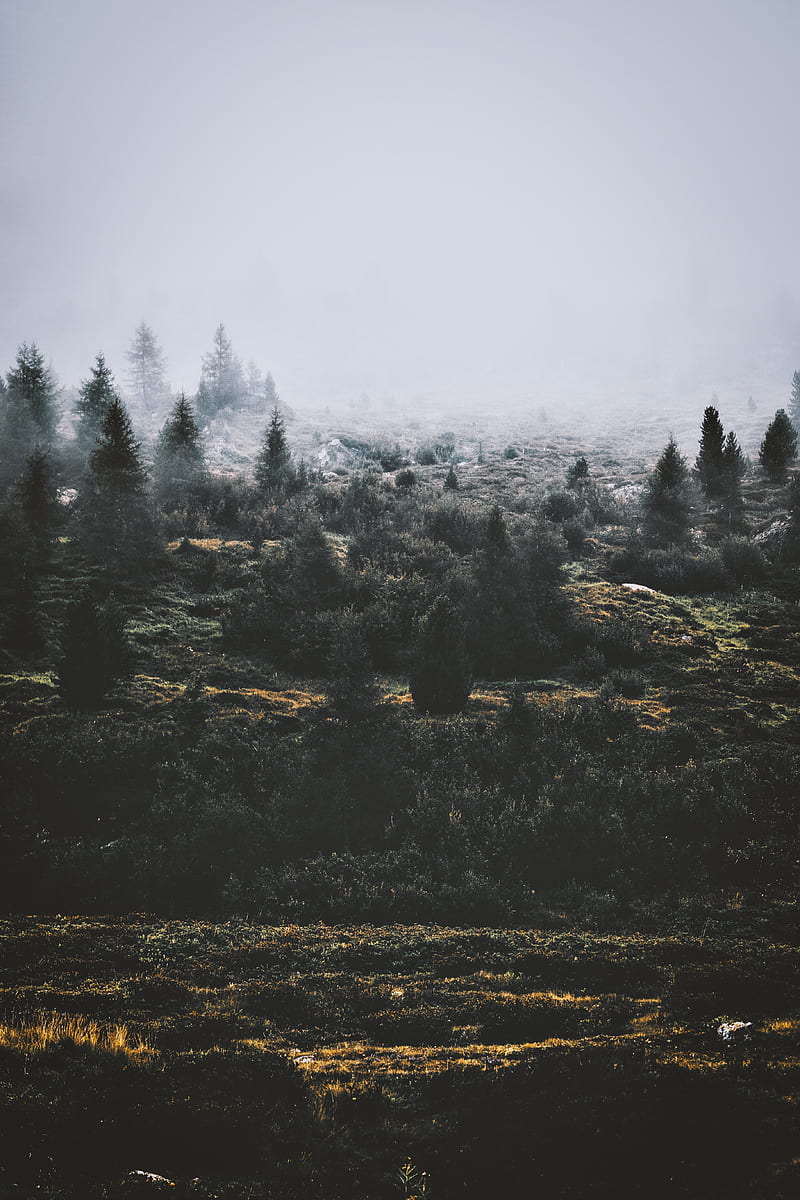 trees, fog, green, grass, HD phone wallpaper