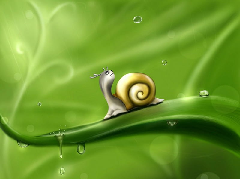 Snail!, water, drops, abstract, snail, HD wallpaper