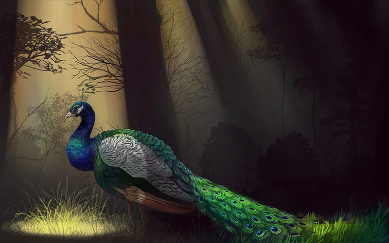 Peacock, forest, art, fantasy, bird, green, dark, HD wallpaper