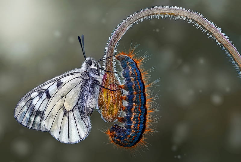 Metamorphosis, mustafa ozturk, caterpillar, orange, butterfly, fluture, insect, white, blue, omida, HD wallpaper