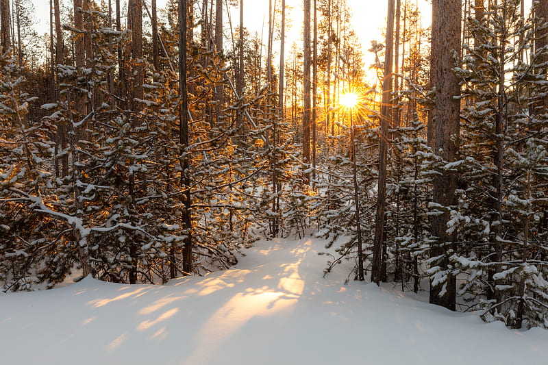 sun, rays, snow, trees, HD wallpaper