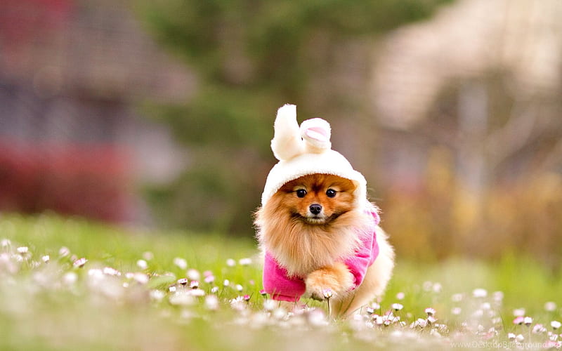 Spitz, running dog, bokeh, cute animals, pets, dogs, Pomeranian, Pomeranian Spitz, HD wallpaper