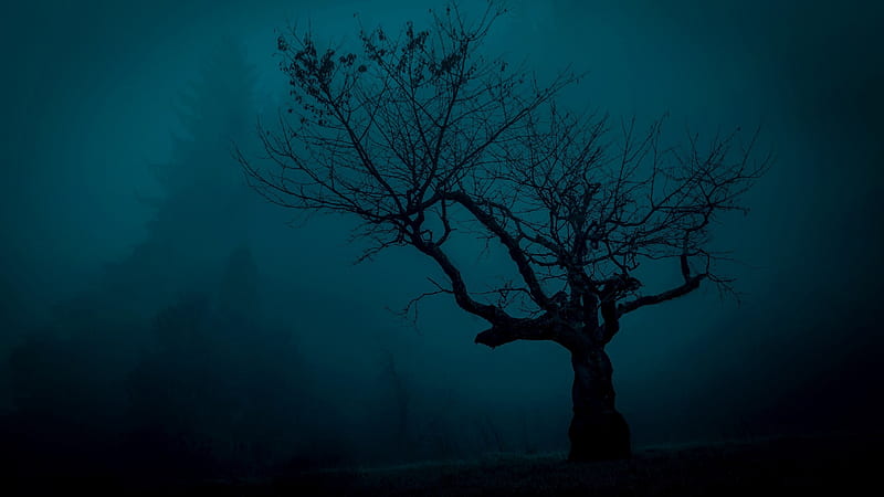 tree, dark, darkness, fog, mysticism, nigh, silhouette, tone, HD wallpaper