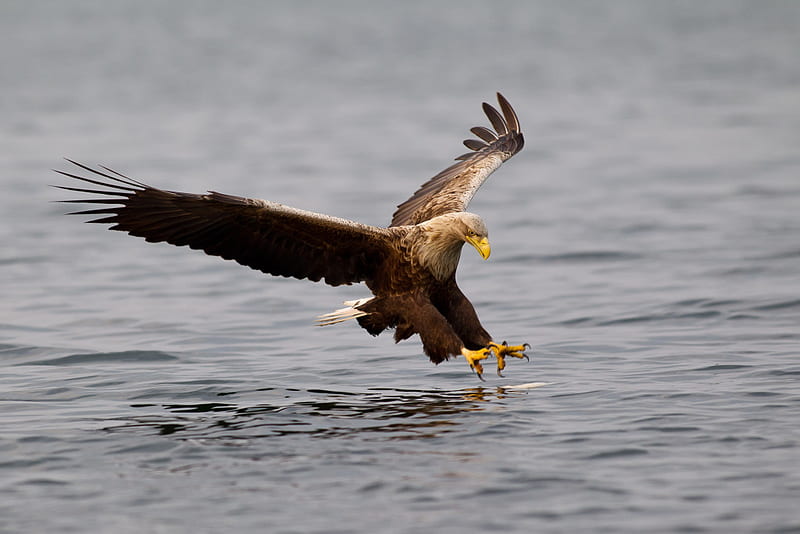Hunter, water, majestic, golden eagle, fishing, HD wallpaper